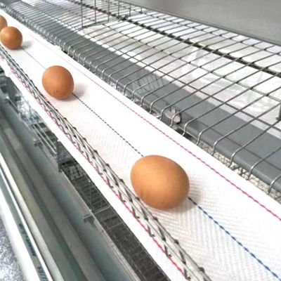 ซื้อ Annilte ขายสายพานเก็บไข่ในฟาร์มสัตว์ปีก online manufacture
